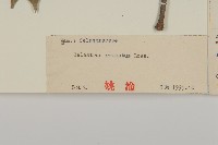 哥蘭葉藏品圖，第3張