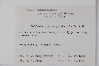 細葉蘭花參藏品圖，第2張