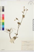 水辣菜、禺毛茛藏品圖，第1張