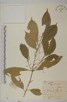 厚葉衛矛, 源一木藏品圖，第1張