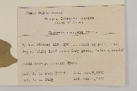 厚葉衛矛, 源一木藏品圖，第2張