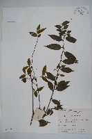 密毛假黃楊藏品圖，第1張