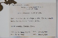 密毛假黃楊藏品圖，第2張