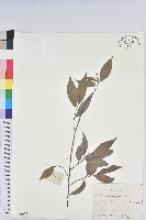 日本五月茶、南投五月茶藏品圖，第1張