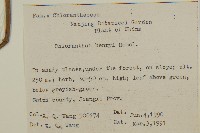 寬葉金粟蘭藏品圖，第2張