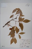 柳葉腊梅藏品圖，第1張