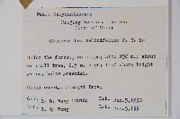 柳葉腊梅藏品圖，第2張