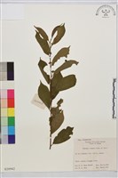 鈍齒鼠李藏品圖，第1張