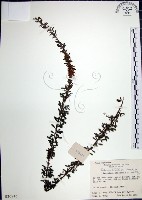 鐵掃帚、千里光藏品圖，第1張