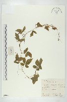 絞股藍藏品圖，第1張