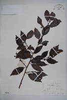 刻脈冬青藏品圖，第1張