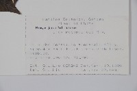 刻脈冬青藏品圖，第2張