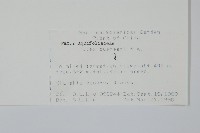 短梗冬青藏品圖，第2張