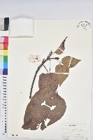 油桐藏品圖，第1張