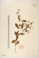 苦實菜藏品圖，第1張