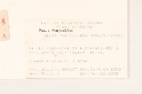 苦實菜藏品圖，第2張