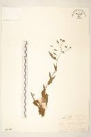 蔓黃菀藏品圖，第1張