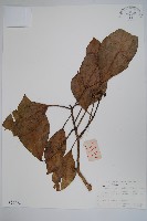 臺灣樹參藏品圖，第1張