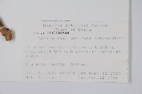 臺灣樹參藏品圖，第2張