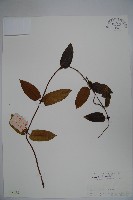 貴州忍冬藏品圖，第1張