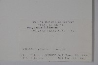 貴州忍冬藏品圖，第2張