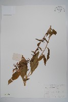 江南山梗菜藏品圖，第1張