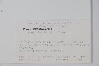 江南山梗菜藏品圖，第2張