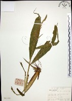 棕葉狗尾草藏品圖，第1張