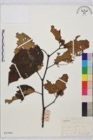 毛果枳椇藏品圖，第1張