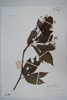 冇骨消藏品圖，第1張