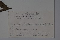 冇骨消藏品圖，第2張