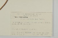 山白蘭藏品圖，第2張