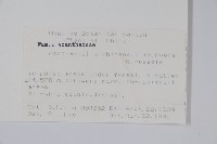 擬馬偕花、白接骨藏品圖，第2張