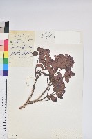 野豇豆藏品圖，第1張