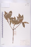 華杜英藏品圖，第1張