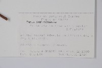 異色獼猴桃藏品圖，第2張