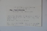 高山莢迷藏品圖，第2張