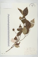 四照花藏品圖，第1張