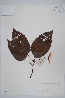 青榨槭藏品圖，第1張