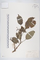 燈臺樹藏品圖，第1張