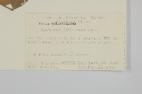 百齒衛矛藏品圖，第2張