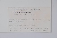 鹽膚木藏品圖，第2張