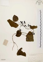 千金藤、金線吊烏龜藏品圖，第1張