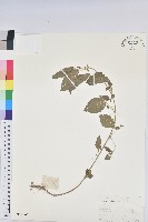 鐵莧菜藏品圖，第1張