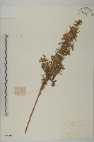 野艾蒿藏品圖，第1張