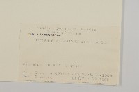 野艾蒿藏品圖，第2張