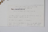 牛膝藏品圖，第2張