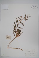 登錄號:S021070藏品圖，第1張