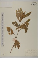 白朮藏品圖，第1張