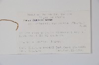 細葉蘭花參藏品圖，第2張